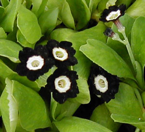 Primula Show Auricula (Black with Cream Center)