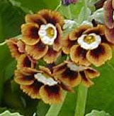 Primula Show Auricula (Brown with Pale Yellow Center)