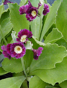 Primula Show Auricula (Velvety Purple Red with Cream Center)