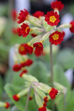 Primula veris (red)