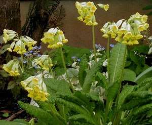 Primula veris