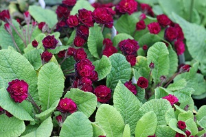 Primula vulgaris 'April Rose'