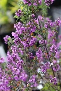 Prostanthera rotundifolia