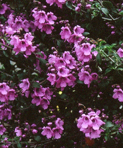 Prostanthera rotundifolia