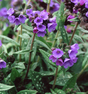 Pulmonaria 'Benediction'