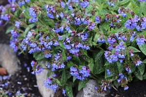 Pulmonaria 'Little Star'