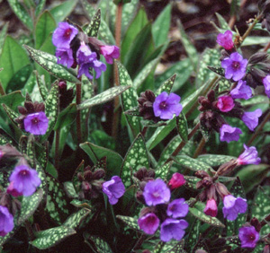 Pulmonaria 'Little Star'