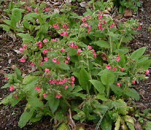 Pulmonaria rubra 'Redstart'