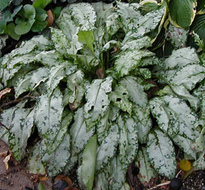 Pulmonaria saccharata 'Argentifolia'