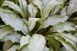 Pulmonaria 'Silver Shimmers'