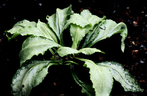 Pulmonaria 'Silver Streamers'
