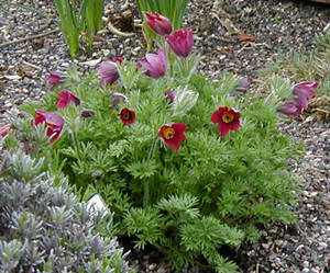 Pulsatilla vulgaris 'Rubra'