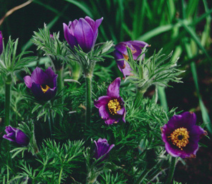 Pulsatilla vulgaris