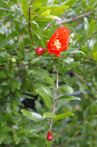 Punica granatum