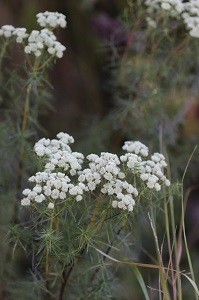 Pycnanthemum tenuifolium