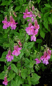 Rehmannia elata