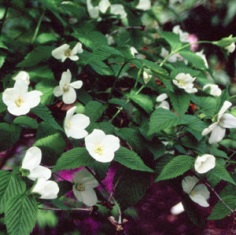 Rhodotypos scandens