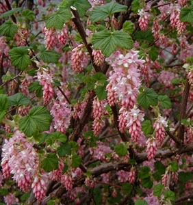 Ribes sanguineum 'Pokey's Pink'