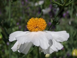 Romneya coulteri 'Butterfly'