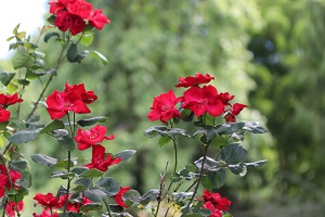 Rosa 'Altissimo'