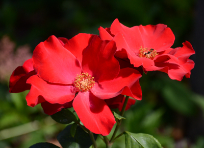 Rosa 'Altissimo'