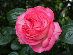 Rosa 'Antique'