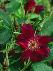 Rosa 'Basye's Purple'