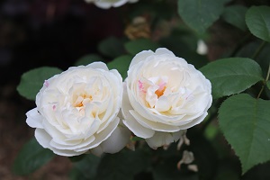 Rosa 'Boule de Neige'