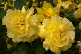 Rosa 'Chinatown'
