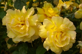 Rosa 'Chinatown'