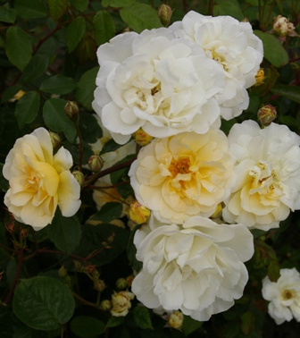Rosa 'Danae'