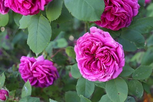 Rosa 'Deuil du Dr. Reynaud'