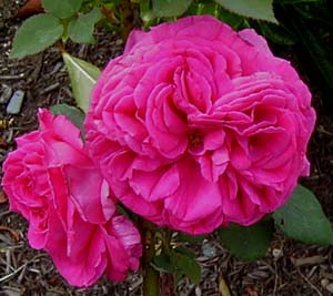 Rosa 'Deuil du Dr. Reynaud'