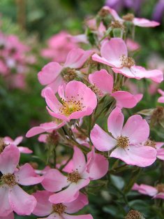 Rosa 'Essex'