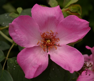 Rosa 'Flamingo'