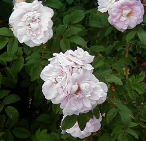 Rosa 'Martin Frobisher'