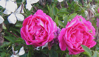 Rosa 'Mme. Isaac Pereire'