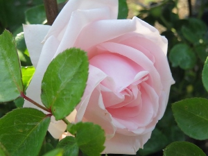 Rosa 'New Dawn'