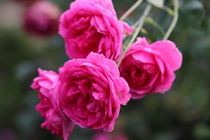 Rosa 'Parade'