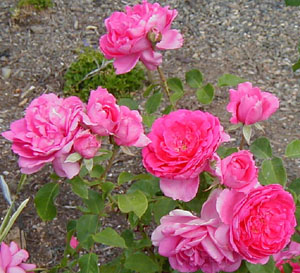 Rosa 'Parade'