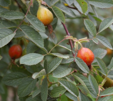 Rosa pomifera