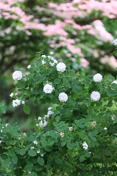 Rosa 'Pompon Blanc Parfait'