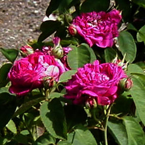 Rosa 'Rose de Rescht'
