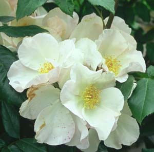 Rosa 'Sally Holmes'