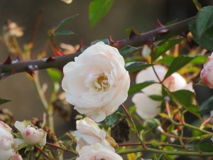 Rosa 'Sea Foam'