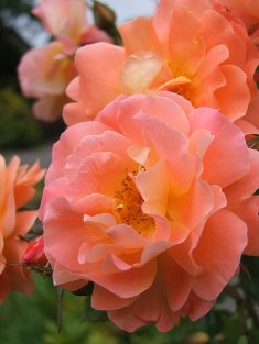 Rosa 'Westerland'