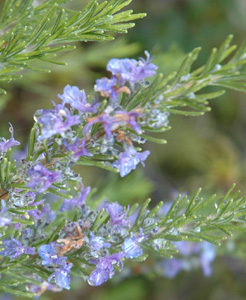 Rosmarinus officinalis 'Golden Rain'