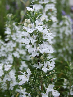 Rosmarinus officinalis 'Albus'