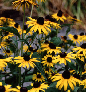 Rudbeckia 'Compter's Gold'