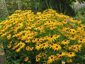 Rudbeckia 'Goldsturm'